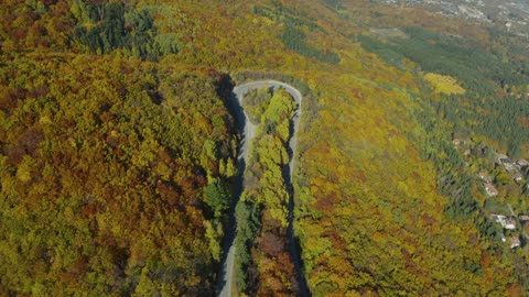 Aerial View of Car in Forest Road