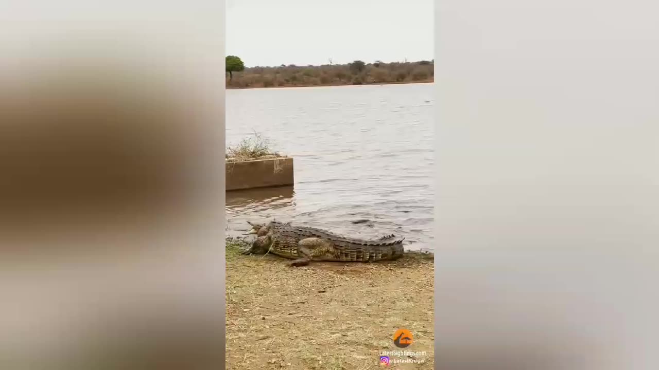 Crocodile Fights and Eats Crocodile