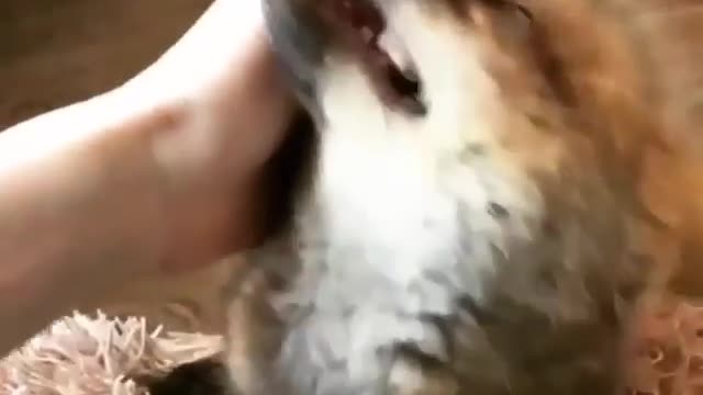 Who needs baby fox affection?