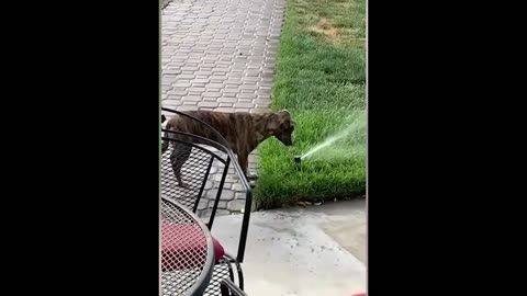 Best Funny Animal Videos 39