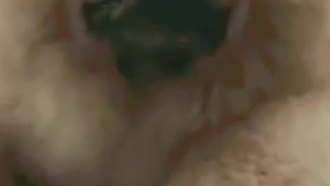 Cute Puppies || Baby Dog || Animal video || cute animal baby puppy dog || Horrible Dog