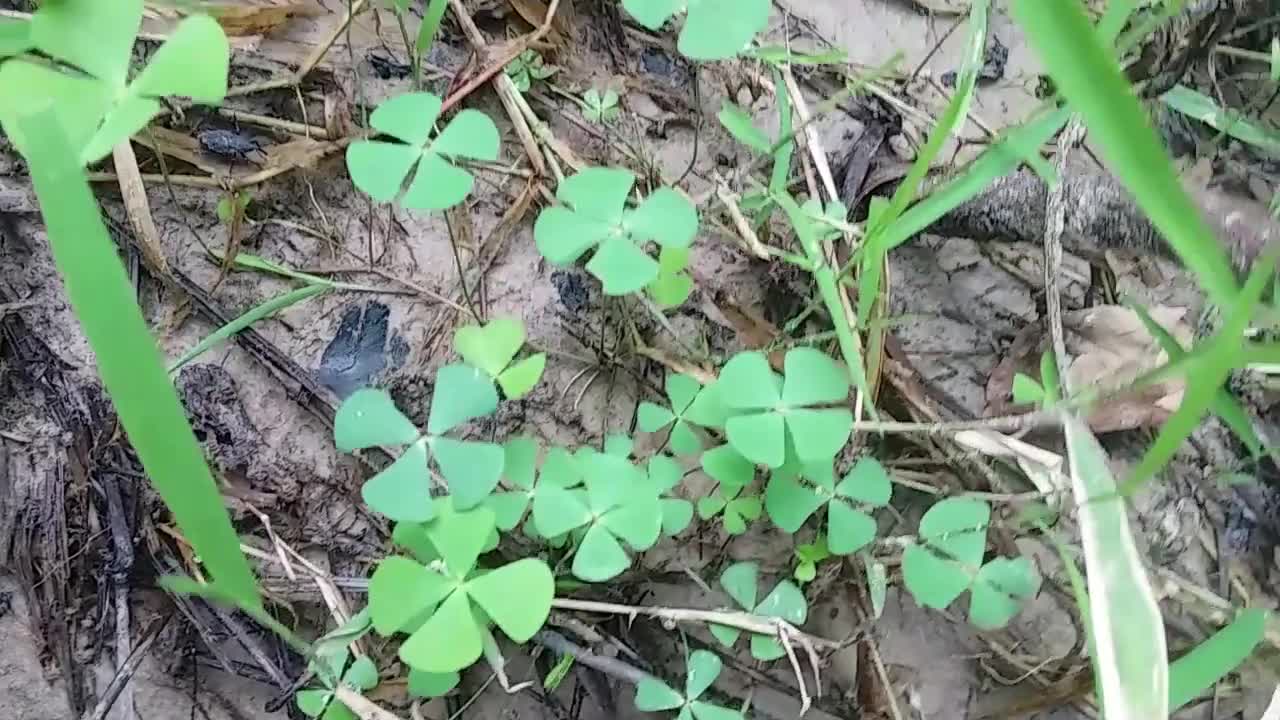 Hundreds Of Four Leaf Clover