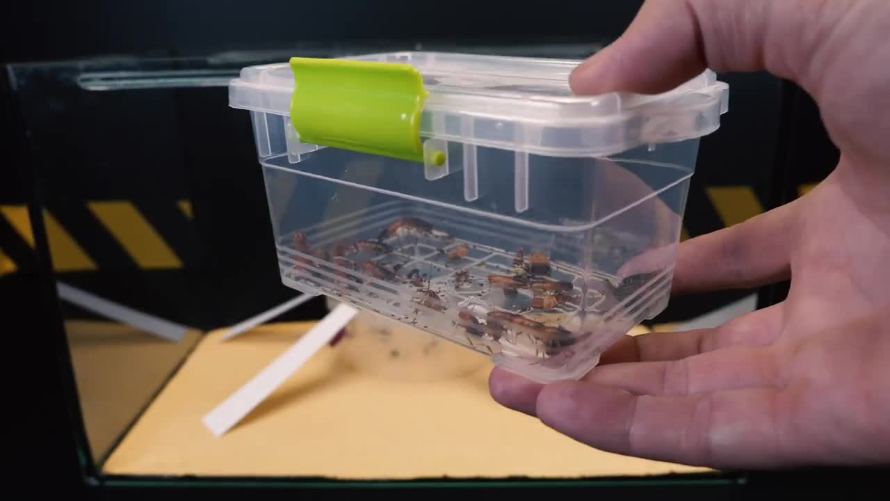 BRUTAL BATTLE OF WOLF SPIDER AND FLOCK OF COCKROACHES [Live feeding!]-8