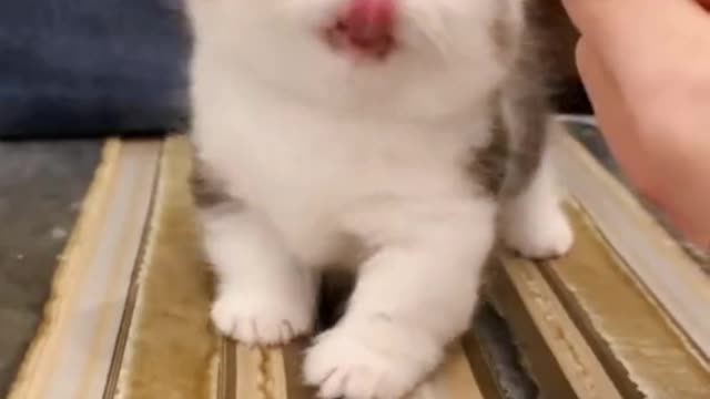 Những chiếc mew trẻ con siêu cute 🥰🥰🥰