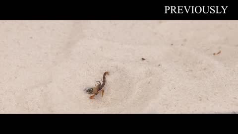 THE BRUTAL BATTLE OF THREE ANT LIONS AND THE TICK! [Live feeding!]-18
