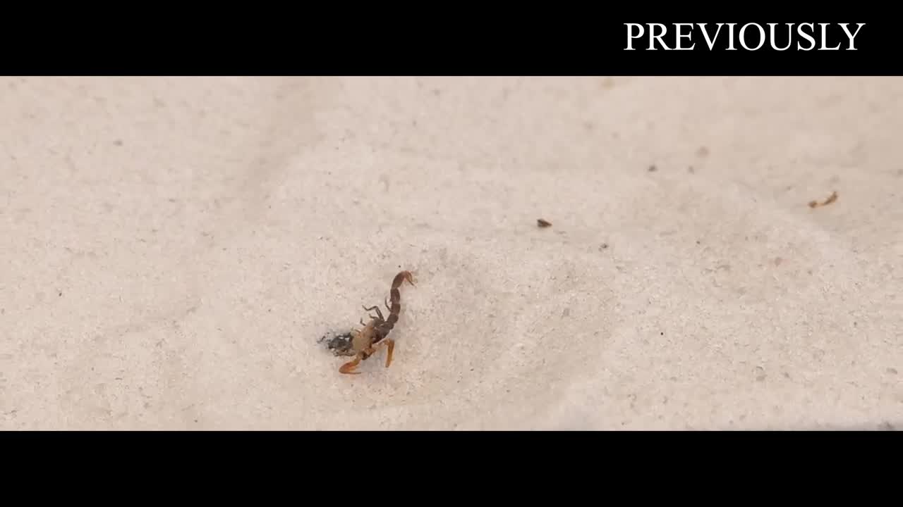 THE BRUTAL BATTLE OF THREE ANT LIONS AND THE TICK! [Live feeding!]-18