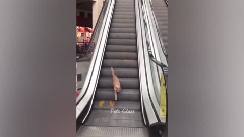 Funniest Animals 2023 Funny Dogs and Cats Part 2