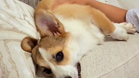 Our Corgi Puppy Loves Us just Doesn't Want To Show It On Camera! 🤣