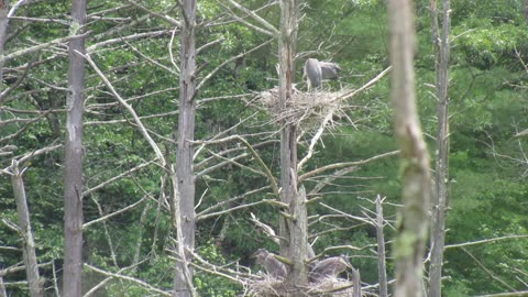 Great Blue Herons