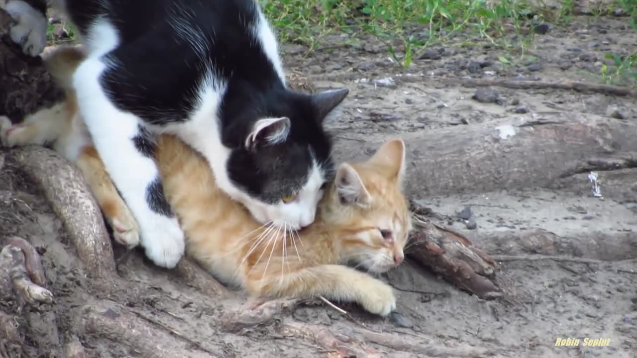 Father cat teaches the kitten to climb up a tree