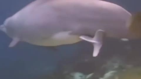 This is a beautiful and charming water-dwelling species