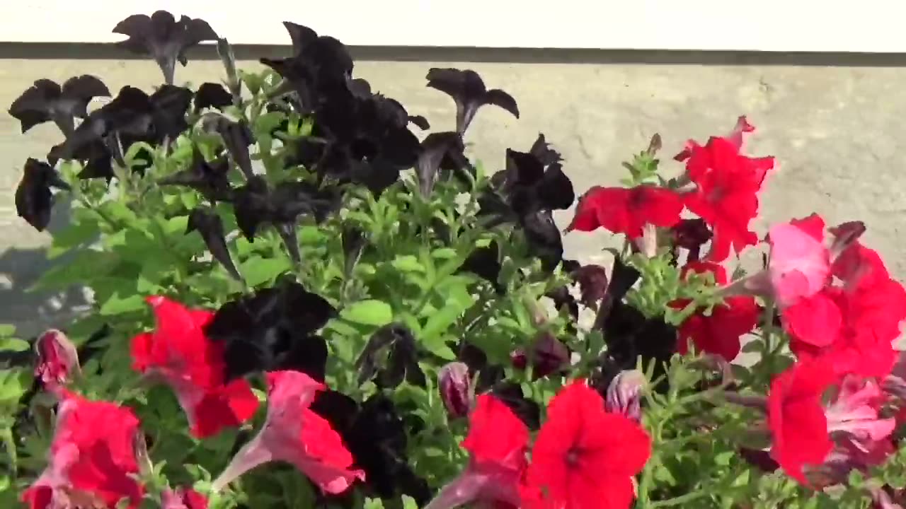 Experimental Nature Video: Part 1