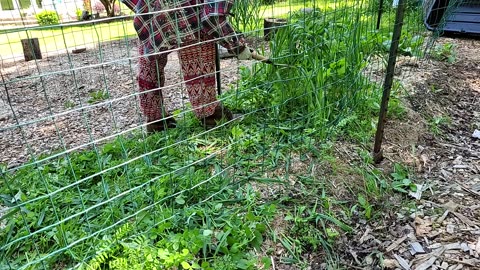 Prepping Tomato Bed