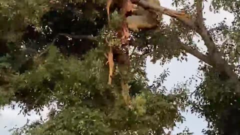 Leopard and Lion Fight Over a Carcass in a Tree With Unexpected Ending!