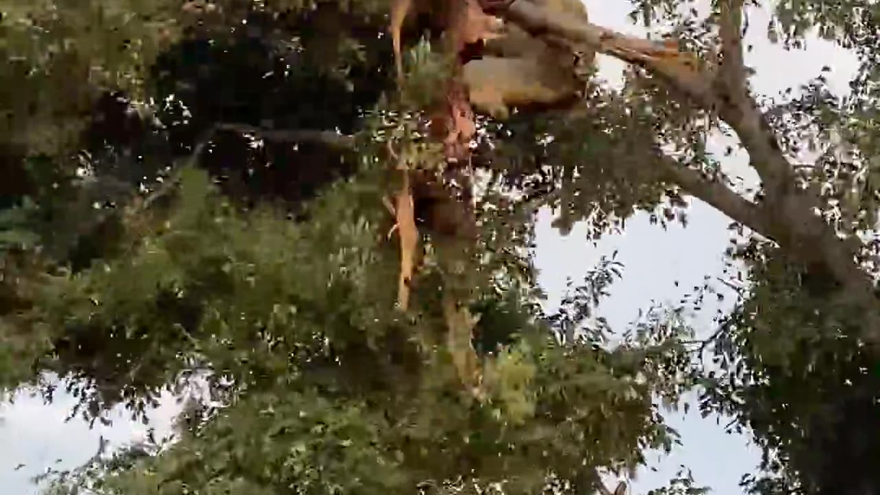 Leopard and Lion Fight Over a Carcass in a Tree With Unexpected Ending!