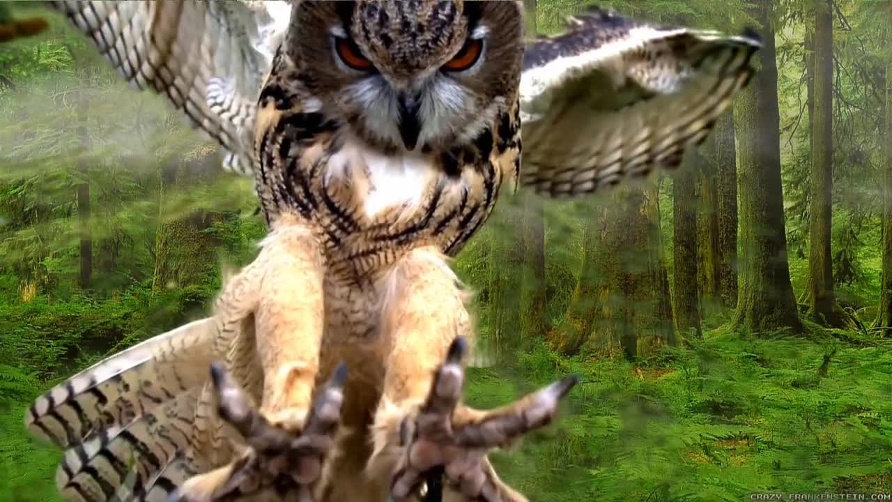 Graceful barn owl hunting in the day time