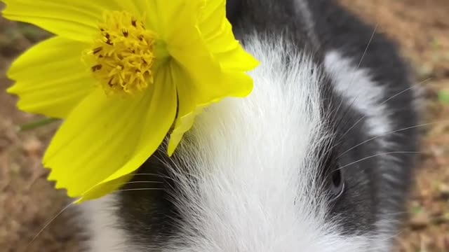 Pretty Little Baby Rabbits