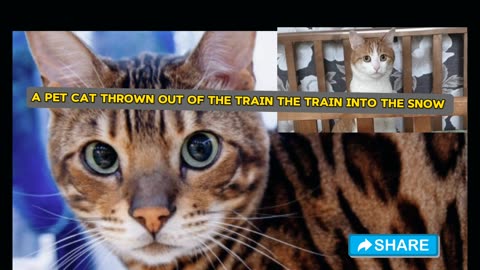 A pet cat thrown out of the train