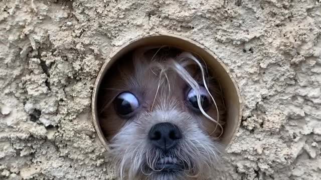 Pup in Pipe Pokes Out to Watch People