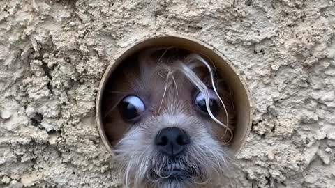 Pup in Pipe Pokes Out to Watch People