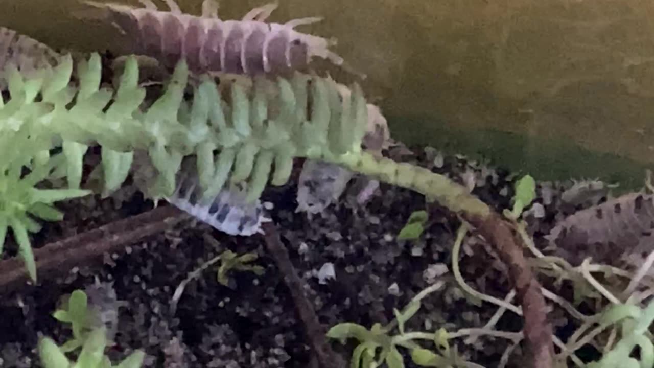 Isopod Gets Stuck