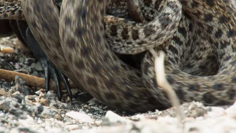 Iguana chased by killer snakes - Planet Earth II- Islands - BBC