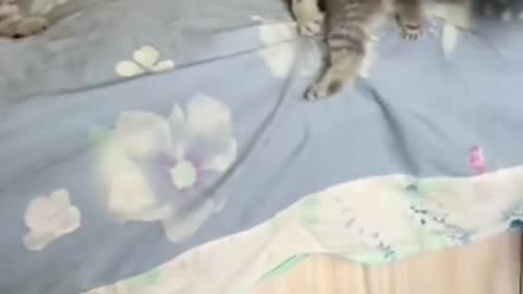 Cat funny short vdo 😻😺😻😻