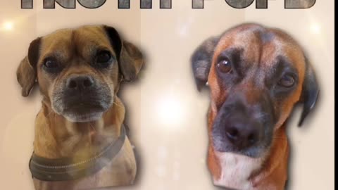 Truth pups Hollywood etc
