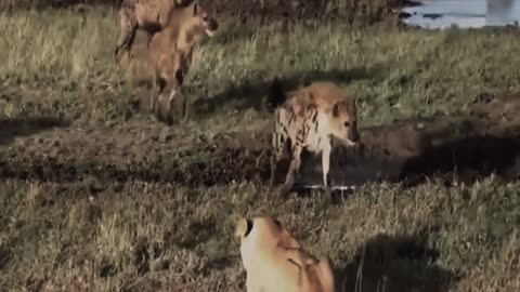 Lions were attacked by more than ten hyenas and the end was