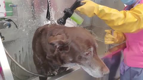 Happy Labrador Retriever loves her groomer