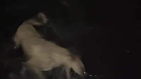 15mo Airedale Lurcher kills big boar raccoon
