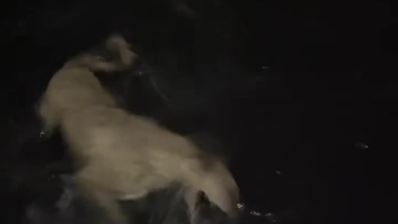 15mo Airedale Lurcher kills big boar raccoon