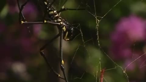 “Find The Spiders”-XVII Post # 354