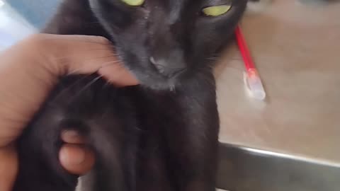 My lovely boy kitten Ronju, he playing with me, We love each other.