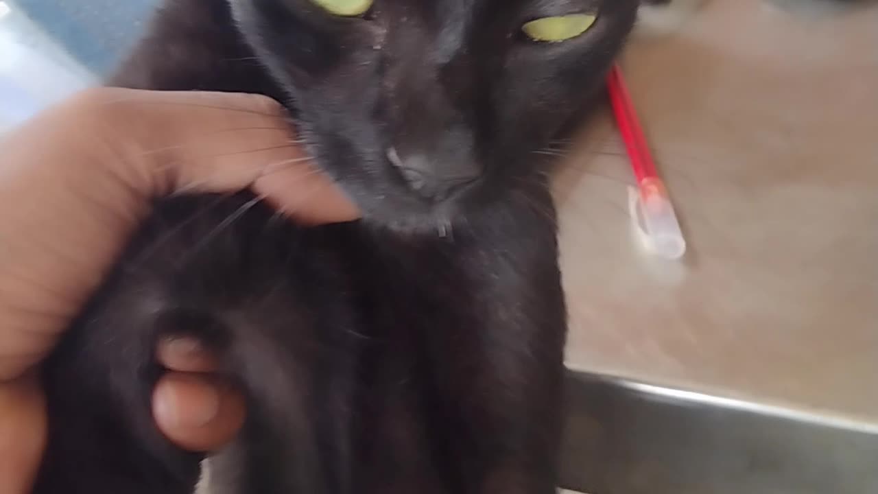 My lovely boy kitten Ronju, he playing with me, We love each other.