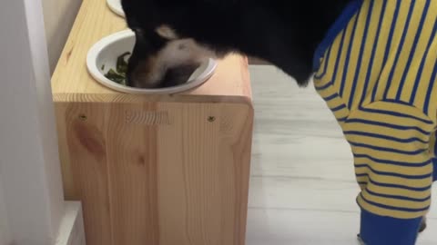 Shiba-inu eating dinner