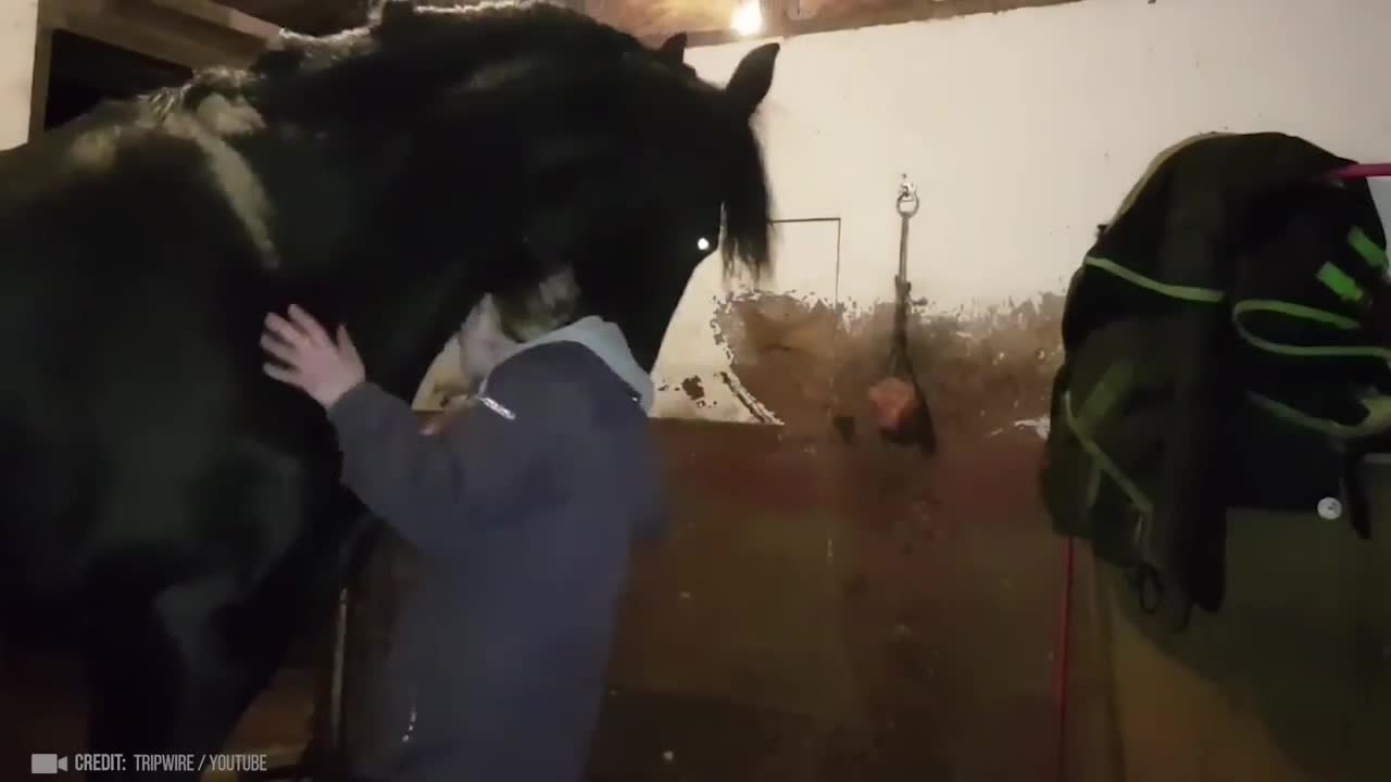 Animals Reunited With Owner After Years !-4