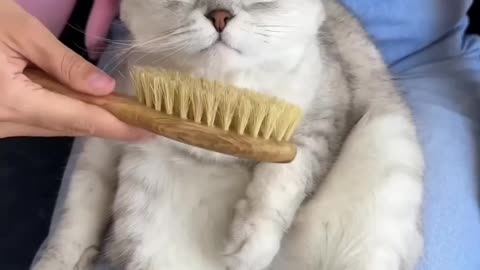 caty
