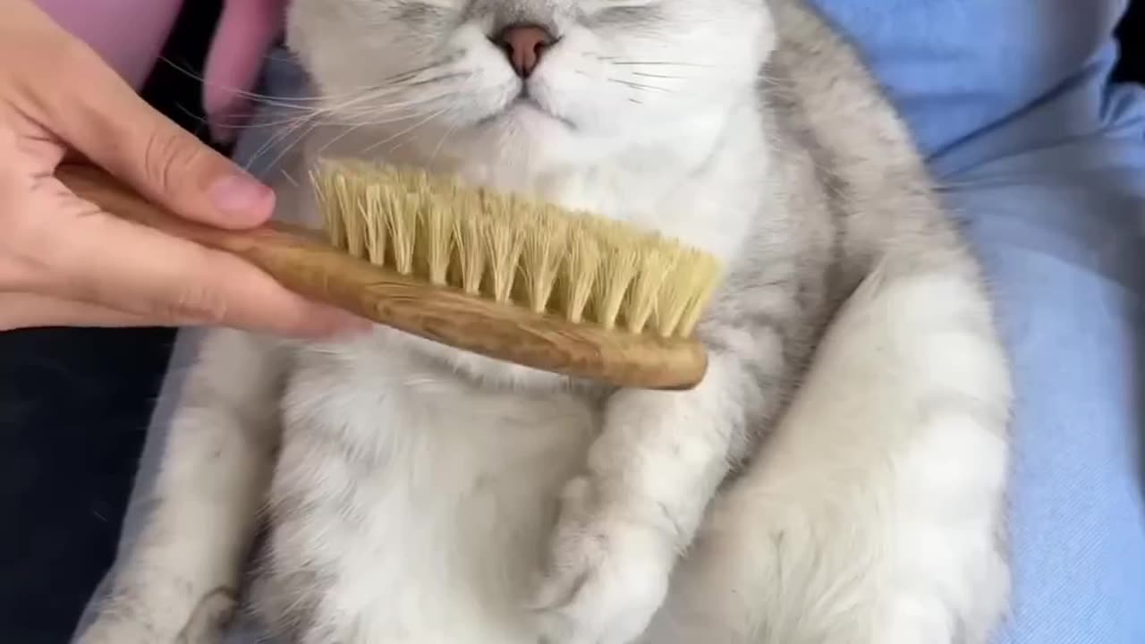 caty