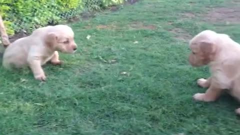 Cutest Golden Retriever Puppies!