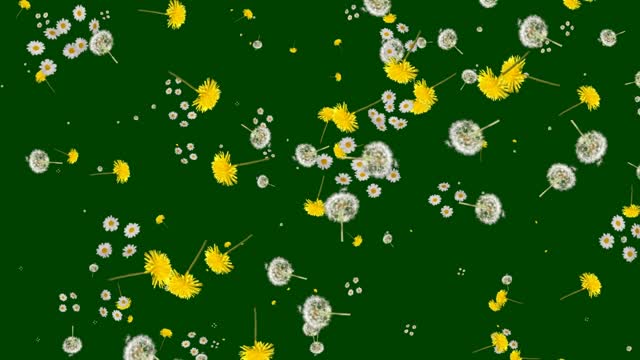 Dandelions floating on green background.