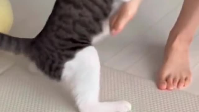 321_My cat met my girlfriend for the first time and grabbed her leg and don’t let her go.😂