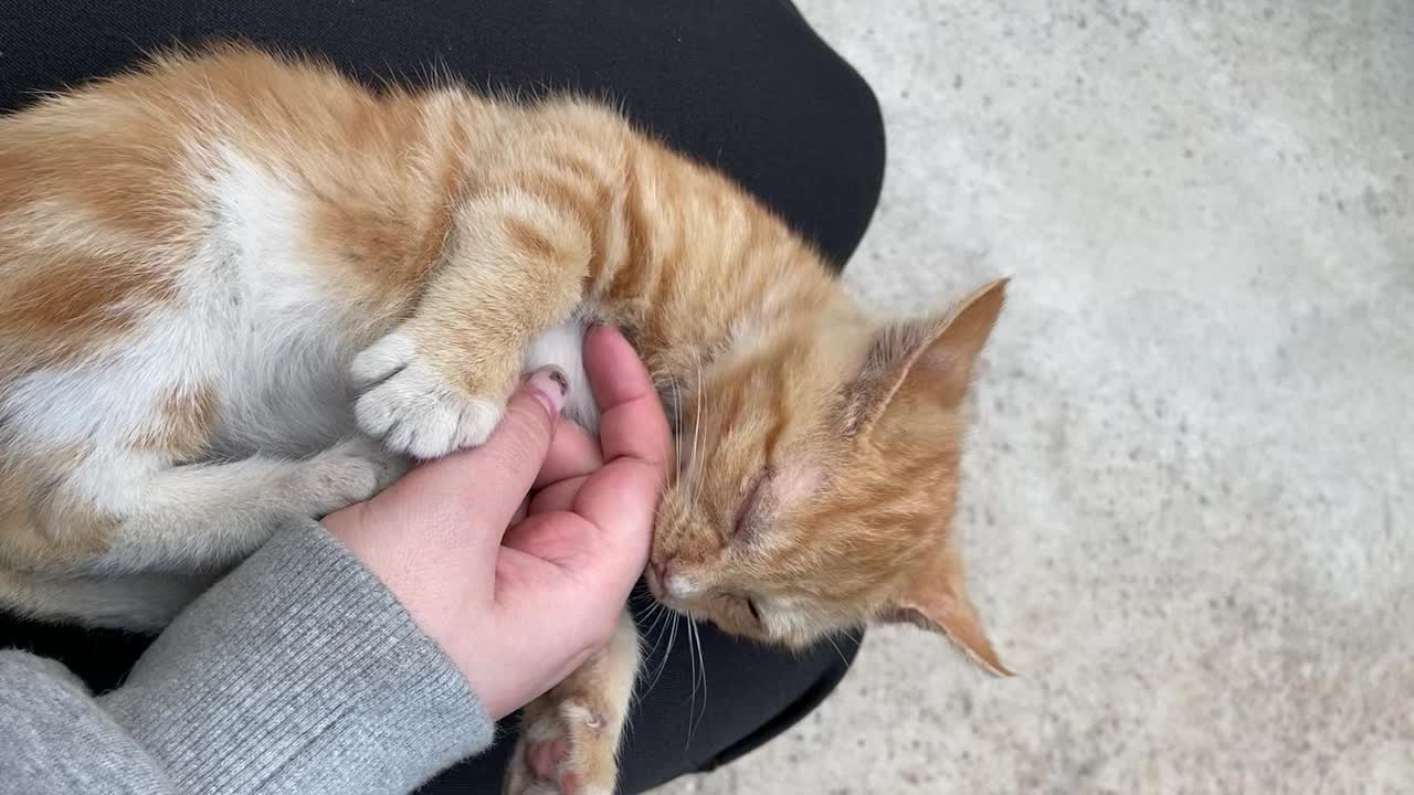 a kitten touching