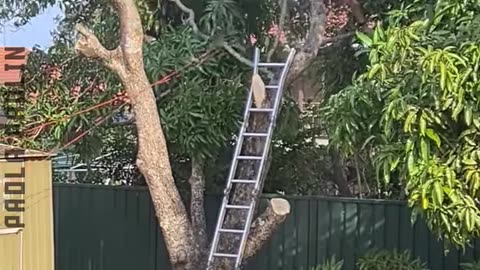 It's Fails o'clock!