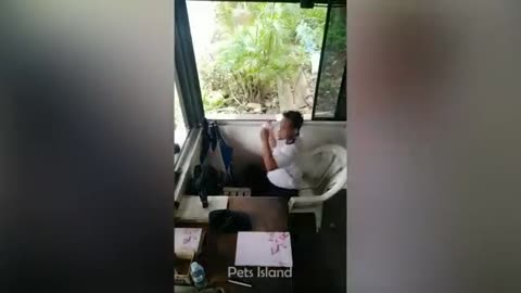 Monkey funny videos