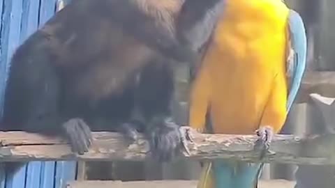 Bird loving