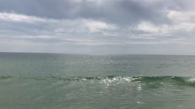 2020.02.18 Jeanine and Porpoises