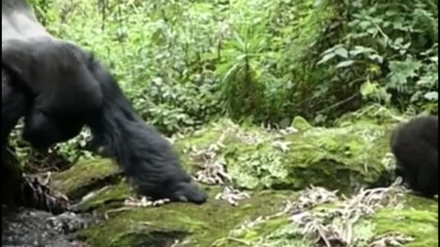 I feel like this gorilla is doing yoga