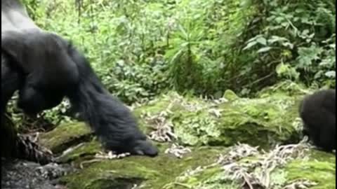 I feel like this gorilla is doing yoga
