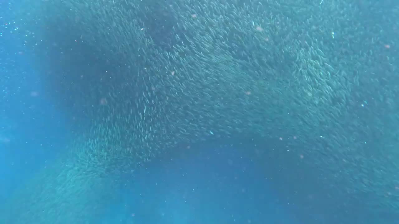Sardine Run